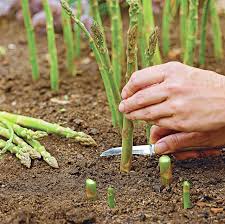 how to grow asparagus and enjoy it