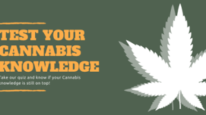 How much do you know about marijuana concentrates? Cbd Quiz Test Your Knowledge Wholly Cal