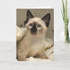 The rescue is supported by donations and adoption fees. Siamese Kittens For Sale In 2020 Siamese Kittens Cat Rescue Cats