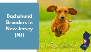 Looking for a puppy or dog in montana? 11 Dachshund Breeders In New Jersey Nj Dachshund Puppies For Sale Animalfate