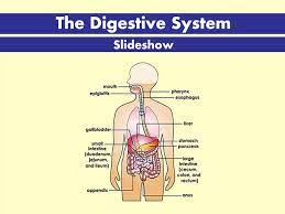 Path Of The Food In The Digestive System gambar png
