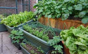 Organic Garden Own Grown Vegetables