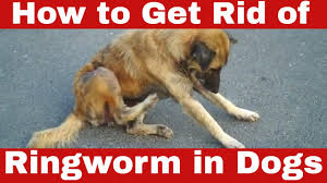 how to get rid of ringworm in dogs