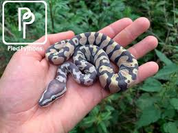 ball python morphs and genetics the