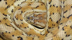 hypo carpet pythons morelia spilota