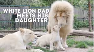male white lion meets his daughter for