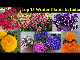 top 15 winter flowering plants