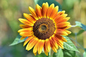 sunflower meaning and symbolism