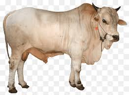 See more ideas about cattle, brahman, beef cattle. Brahman Cattle Png Png Free Brahman Cattle Png Png