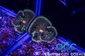 dark plume maxi mini carpet anemone
