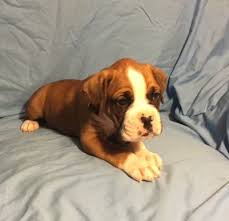 Looking for a boxer puppy or dog in massachusetts? Boxer Puppies For Sale Worcester Ma 181497 Petzlover