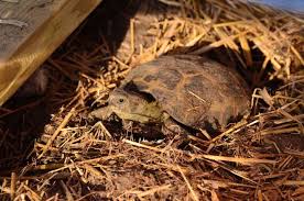 how to brumate a tortoise reptiles