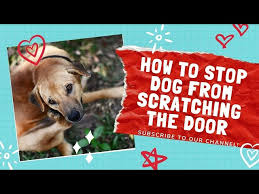 stop dog from scratching the door