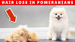 why is my pomeranian losing hair and