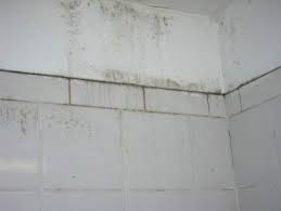 Bathroom Mold Issues