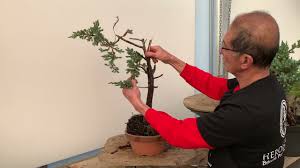 bonsai from a large juniper squamata