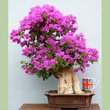 guide to overwintering outdoor bonsai