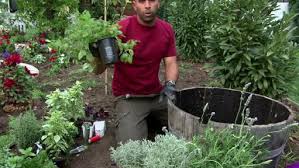 How To Plant And Grow Herbs Indoors