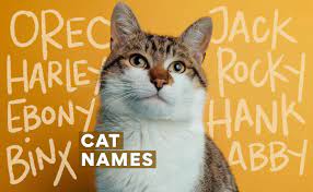 funny cat names for your new feline
