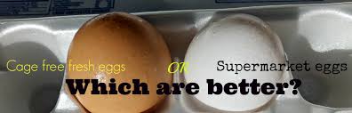 are free range en eggs better than