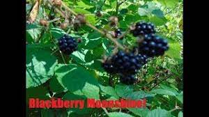 blackberry moonshine recipe crafting