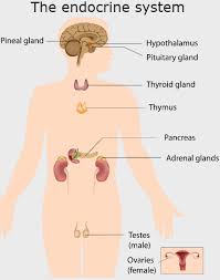 Endocrine Glands And Their Hormones Healthdirect