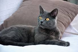 chartreux cat breed profile