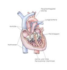 Herzmuskelentzündung — ↑myokarditis … das große fremdwörterbuch. Myokarditis Herzmuskelentzundung Eesom Gesundheitsportal