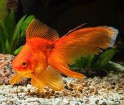 How Often Should You Feed Goldfish How Much Aquarium Adviser