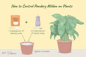 powdery mildew treatment and control