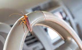 roaches in your car before setting it