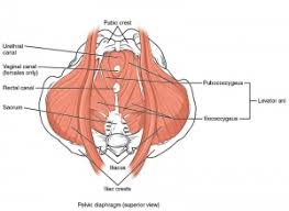 diastasis recti abdominis and pelvic
