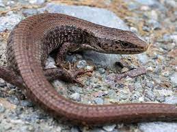 california lizards identification