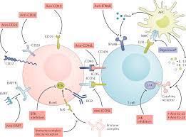 new therapies for systemic lupus