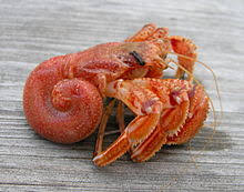 Image result for hermit crab images