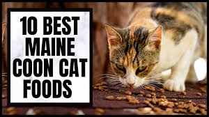 the 10 best maine cat foods you