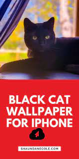 Black Cat Wallpaper For Iphone Black