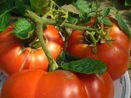 Обичате ли да си похапвате домати? Gostopriemen Domat Otzivi Snimki Proizvoditelnost Harakteristiki I Opisanie Na Sorta