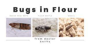 10 exles of bugs in flour a mini guide