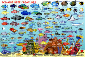 Compact Guide To Bonaire Reef Fish And Creatures Infolific