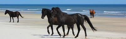 Originally posted to flickr as wild horses of the outer banks. Horse Photo Horses Wild Horses Island Horse