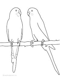 This handy parakeet colouring sheet gives your child the opportunity to practise their colouring and fine motor skills at home or in the classroom. Wonderful Parakeet Coloring Pages Page 2 11274 Parakeet Colors Coloring Pages Parakeet