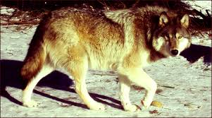 Eastern Timber Wolf Height Ranges About 25 33 Inches