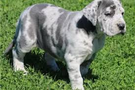 The current median price of great danes in des moines is $1,125.00. Great Dane Puppies For Sale Near Me