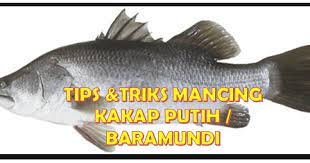 Check spelling or type a new query. Tips Memancing Ikan Kakap Putih Baramundi Agar Hasilnya Maksimal Aliems Journey