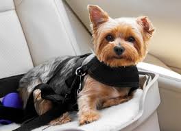 Dog Car Safety Do You Need A Dog Car