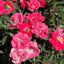 get flower carpet pink supreme rose 1