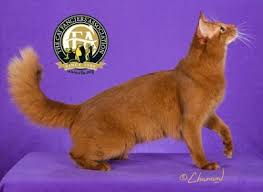 Do cat parasites really affect personality? Somali The Cat Fanciers Association Inc