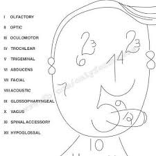 Cranial Nerve Cartoon Nclex Exam Nursing Exam Nclex