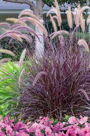 purple fountain gr pennisetum